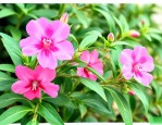 凤仙花的茎有什么特点