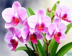 怎么样养泰国兰花鲜花