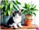 家里养猫可以养绿萝吗