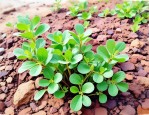 2025年有种野菜叫马齿苋