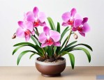 适合新手养的兰花品种