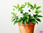 夏天茉莉花可以施肥吗