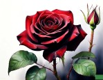 黑魔术月季花的优缺点