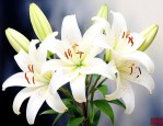 白百合代表的花语是什么