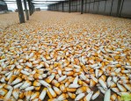 郑州玉米种子批发市场