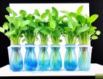 哪些植物适合水培种植