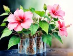 芙蓉花叶怎样水培生根