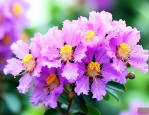 紫薇花的象征意义花语