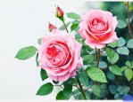 月季花的栽培方法如下