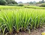 2025年花叶芦竹如何种植