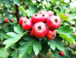 山楂几年才能开花结果