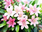 九里香开花有几种颜色