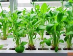 哪些植物水培不用换水