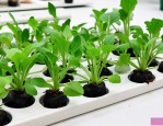 怎样防止水培植物蚊虫