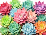 多肉植物夏天如何养护