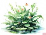 水生植物可以吃的