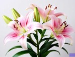 香水百合在家养好不好