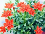 金狐狸长寿花好不好养