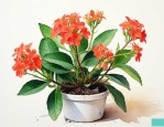 长寿花只剩光杆怎么养