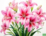小说百合花题目的含义