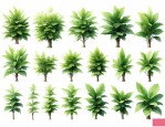 常见园林绿化植物名录