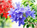 蓝花楹和红花楹哪个贵