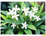 白花蛇舌草是治什么病