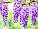 紫藤花一共有几种颜色