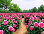 2025年月季花基地在哪儿