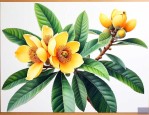 枇杷花和枇杷叶哪个好