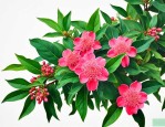 三七花价格多少钱一斤
