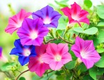 牵牛花的颜色有哪几种