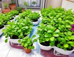 2025年水培植物怎样换水