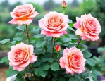 家庭月季花的养殖方法