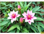野生七叶一枝花收购价