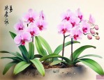 怎么样养兰花才养得好