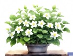 刚买回的茉莉花的养殖方法和注意事项