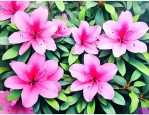 杜鹃花的花瓣是什么形状
