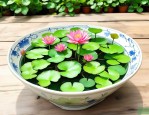 2025年四季水培植物碗莲