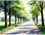 道路两边的绿化用的什么树
