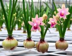 水培兰花的正确养殖方法