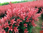高杆红叶石楠最新价格