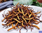 2025年虫草花的副作用吗
