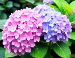 绣球花适合什么季节种植