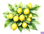 柠檬开花有毒吗