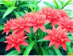 小叶龙船花的养殖方法