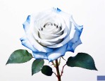 白色带蓝边的玫瑰花语