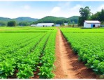 农村种植养植致富项目