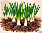 2025年大葱种子种植技术