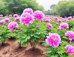2025年芍药花的移栽时间